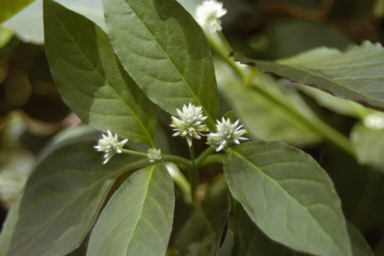 Alternanthera Brasiliana (Alternanthera brasiliana) |commons:File:Alternanthera-brasiliana2.jpg