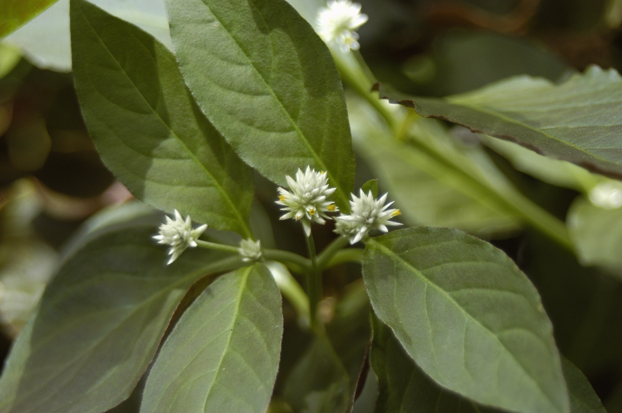 Alternanthera Brasiliana (Alternanthera brasiliana) |commons:File:Alternanthera-brasiliana2.jpg
