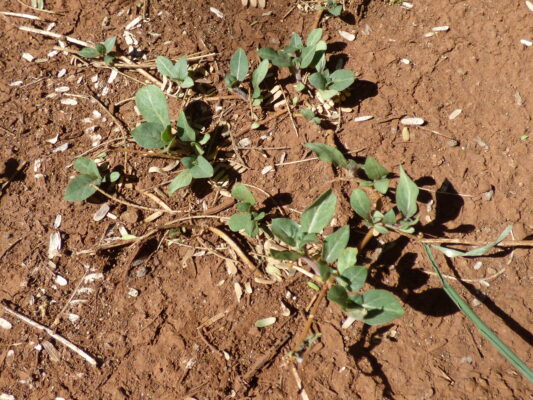 Alternanthera Caracasana (Alternanthera caracasana) |commons:File:Starr-151213-0954-Alternanthera caracasana-habit-Hakioawa-Kahoolawe (25682059283).jpg