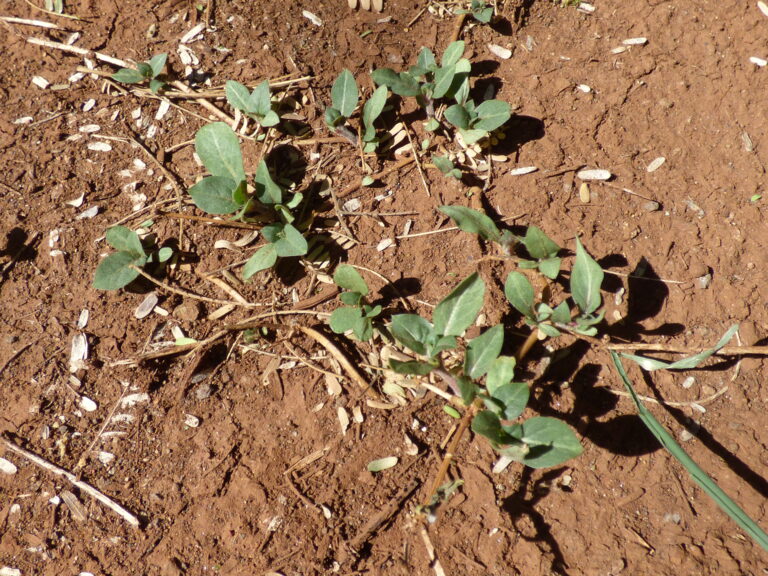 Alternanthera Caracasana (Alternanthera caracasana) |commons:File:Starr-151213-0954-Alternanthera caracasana-habit-Hakioawa-Kahoolawe (25682059283).jpg