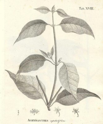 Alternanthera Flavescens (Alternanthera flavescens) |commons:File:Alternanthera flavescens as Achyranthes capituliflora.jpg