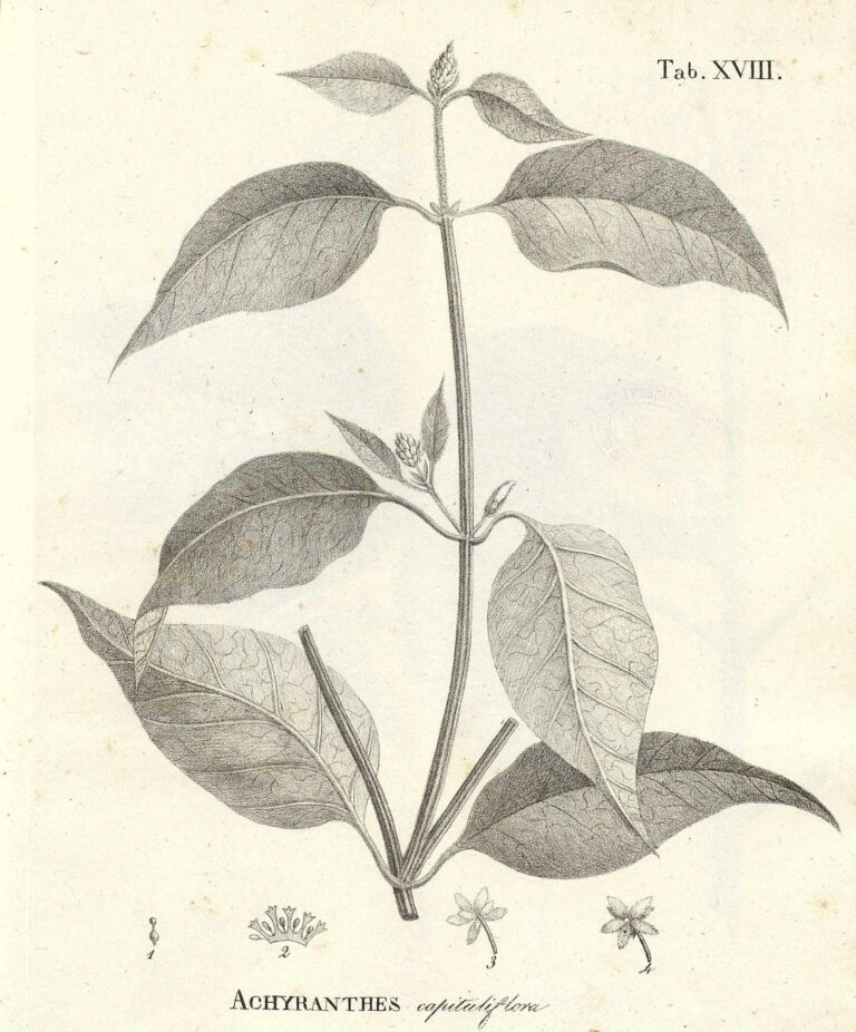 Alternanthera Flavescens (Alternanthera flavescens) |commons:File:Alternanthera flavescens as Achyranthes capituliflora.jpg