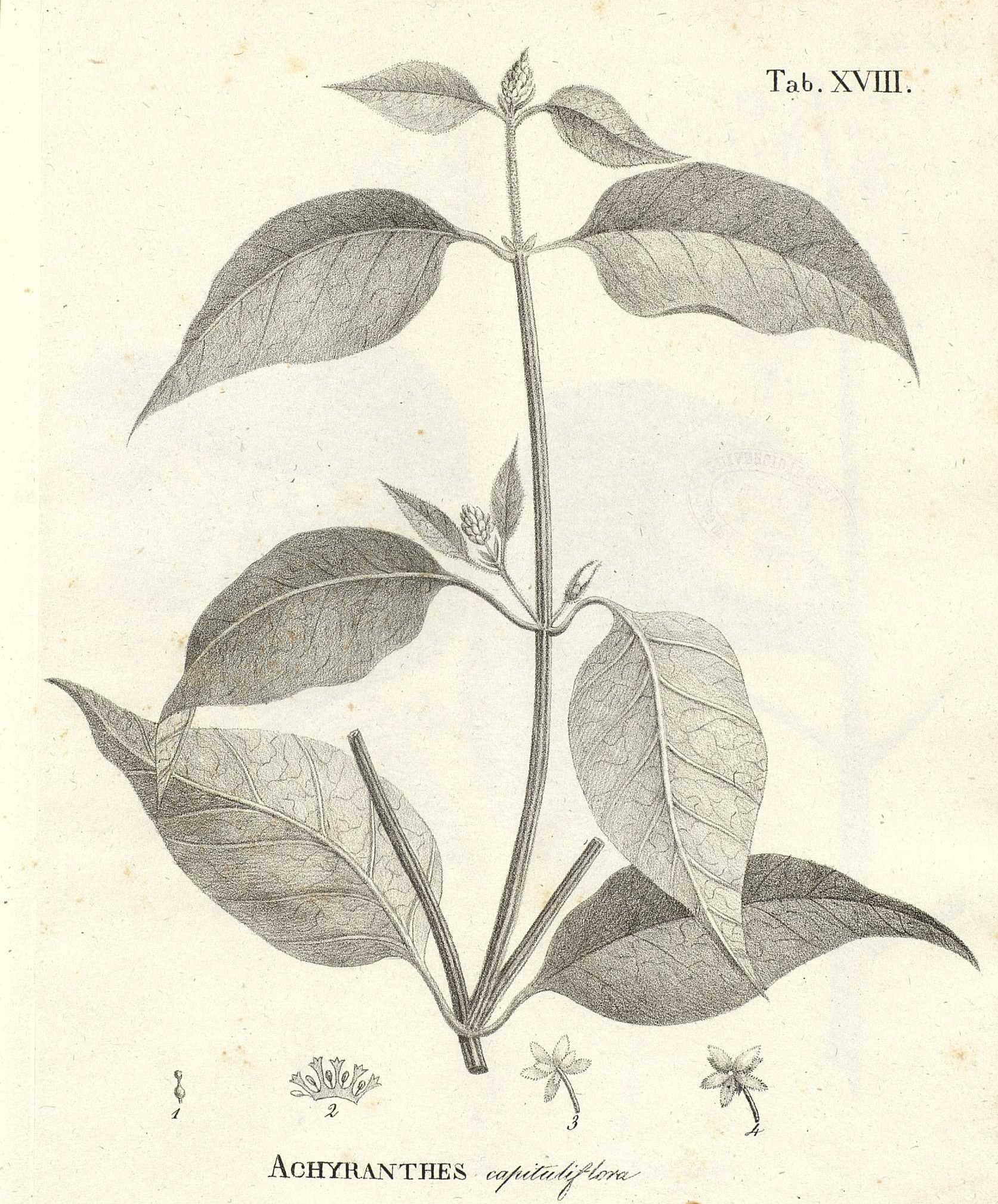 Alternanthera Flavescens (Alternanthera flavescens) |commons:File:Alternanthera flavescens as Achyranthes capituliflora.jpg