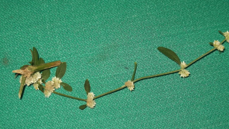 Alternanthera Paronychioides (Alternanthera paronychioides) |commons:File:Alternanthera paronychioides-1-sanyasimalai-yercaud-salem-India.JPG