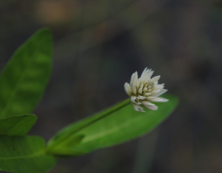 Alternanthera Philoxeroides (Alternanthera philoxeroides) |commons:File:Alternanthera philoxeroides- Soriano, Palmar, Margen de la Cañada de las Pajas.jpg