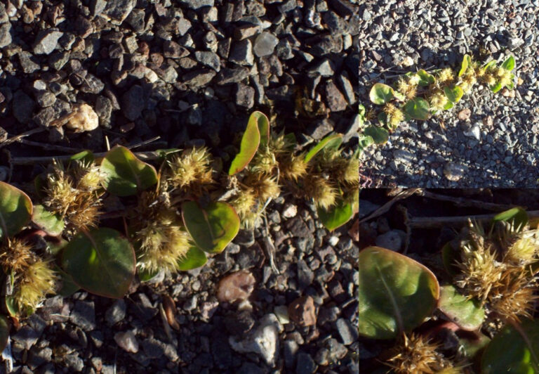 Alternanthera Pungens (Alternanthera pungens) |commons:File:Alternanthera pungens.jpg