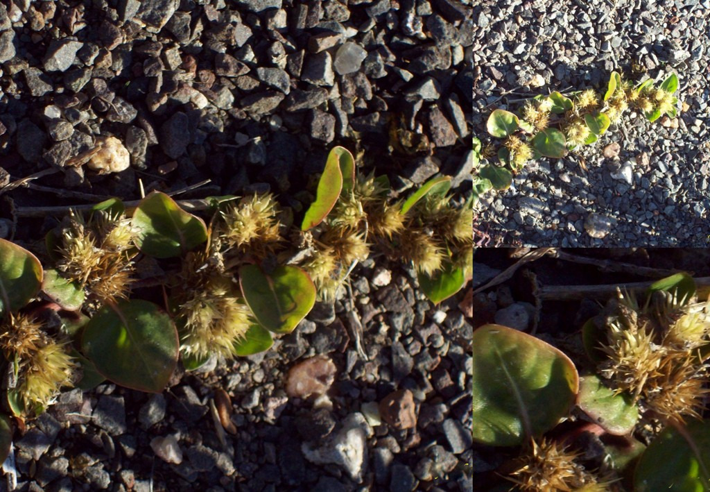 Alternanthera Pungens (Alternanthera pungens) |commons:File:Alternanthera pungens.jpg