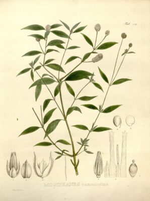 Alternanthera Ramosissima (Alternanthera ramosissima) |commons:File:Alternanthera ramosissima as Mogiphanes ramosissima.jpg