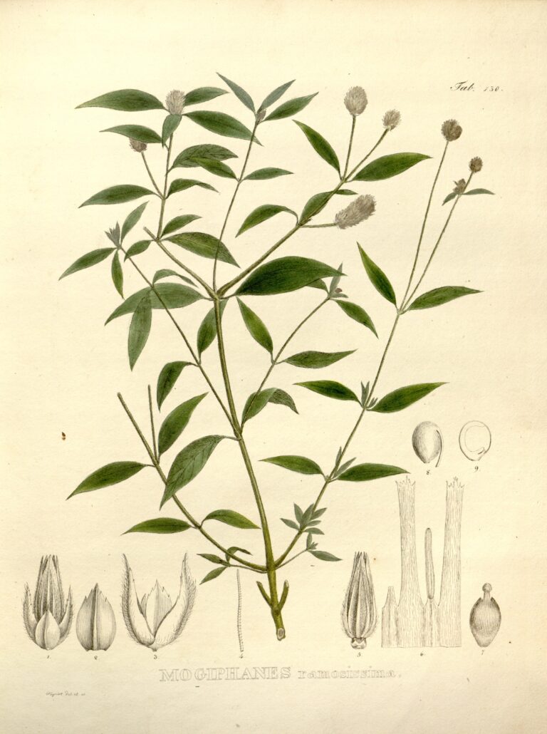 Alternanthera Ramosissima (Alternanthera ramosissima) |commons:File:Alternanthera ramosissima as Mogiphanes ramosissima.jpg