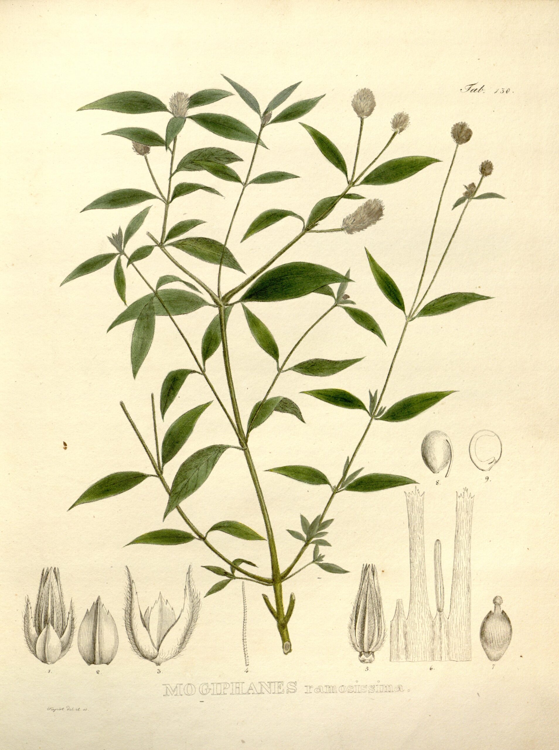 Alternanthera Ramosissima (Alternanthera ramosissima) |commons:File:Alternanthera ramosissima as Mogiphanes ramosissima.jpg