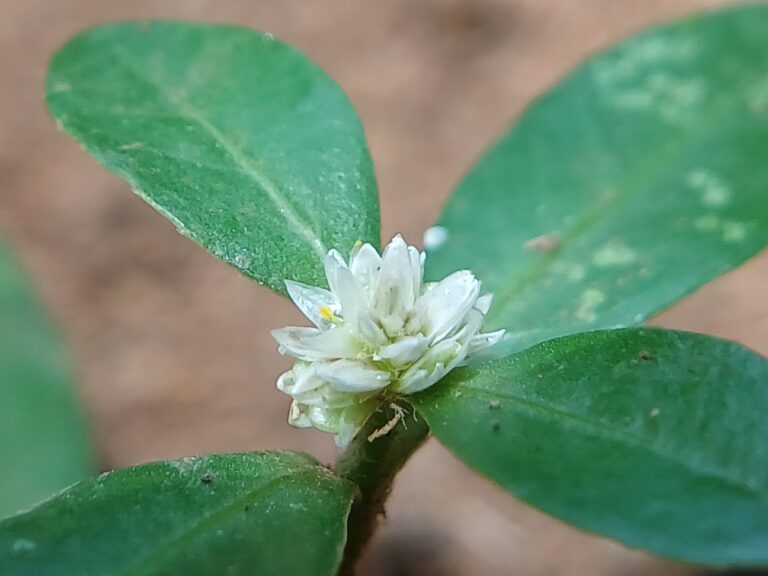 Alternanthera Sessilis (Alternanthera sessilis) |commons:File:Alternanthera sessilis (46264).jpg