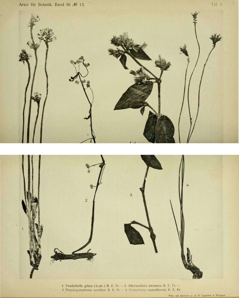 Alternanthera Tetramera (Alternanthera tetramera) |commons:File:Froelichiella grisea, Alternanthera tetramera, Pseudogomphrena scandens, Gomphrena equisetiformis.jpg
