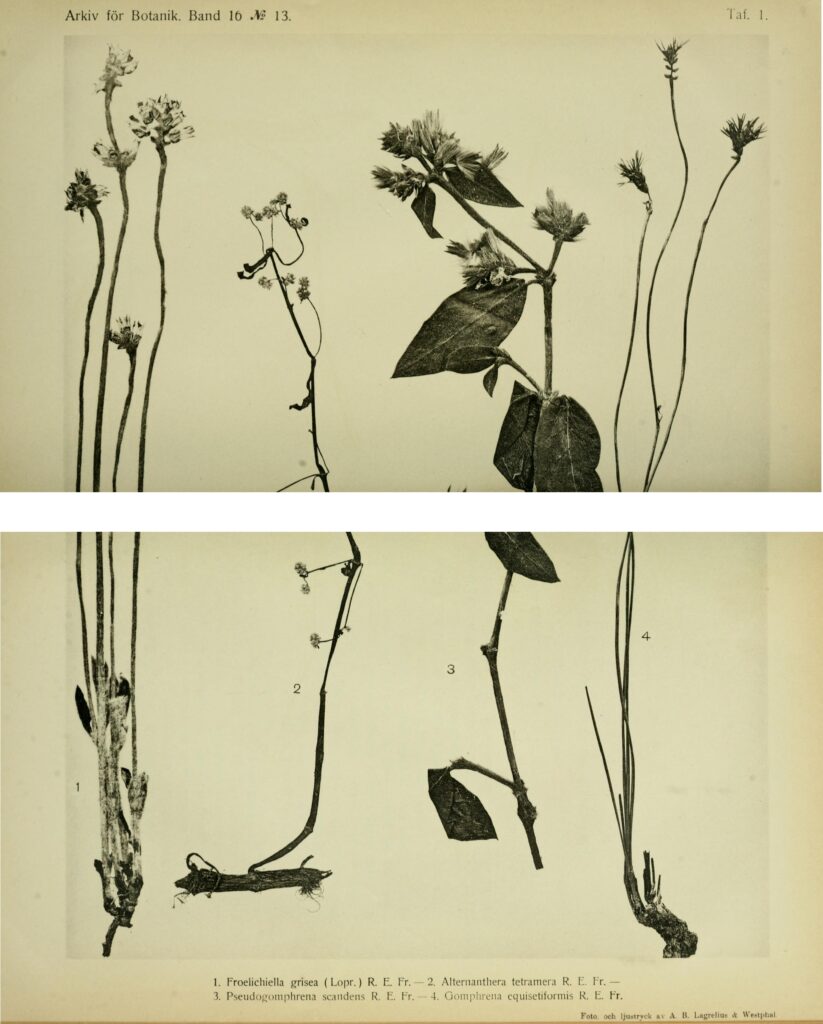 Alternanthera Tetramera (Alternanthera tetramera) |commons:File:Froelichiella grisea, Alternanthera tetramera, Pseudogomphrena scandens, Gomphrena equisetiformis.jpg