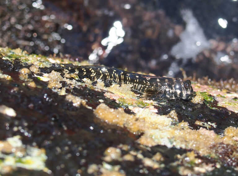 Alticus anjouanae (Alticus anjouanae) |commons:File:Alticus anjouanae.jpg