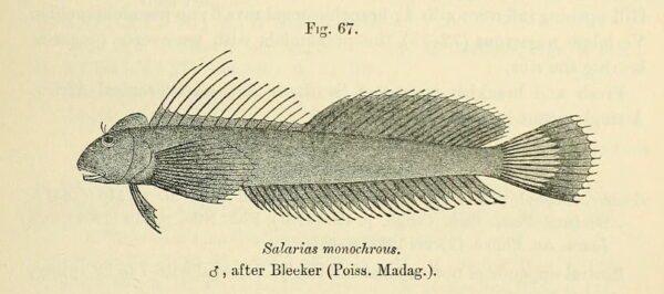 Alticus monochrus (Alticus monochrus) |commons:File:Alticus monochrus.jpg