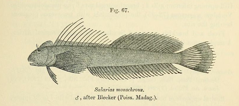 Alticus monochrus (Alticus monochrus) |commons:File:Alticus monochrus.jpg