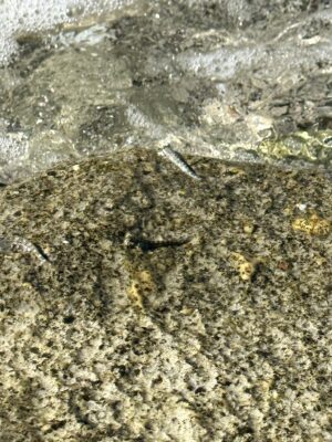 Alticus orientalis (Alticus orientalis) |commons:File:Alticus orientalis.jpg