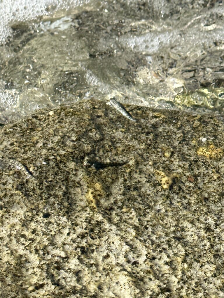 Alticus orientalis (Alticus orientalis) |commons:File:Alticus orientalis.jpg