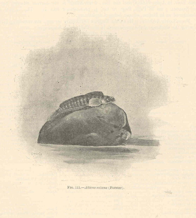 Alticus saliens (Alticus saliens) |commons:File:FMIB 39723 Alticus saliens (Forster).jpeg