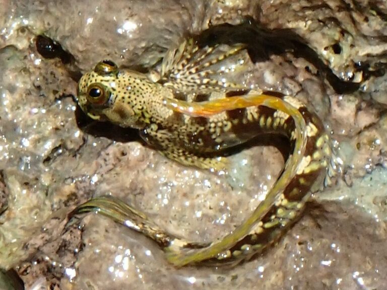 Alticus sertatus (Alticus sertatus) |commons:File:Alticus sertatus.jpg
