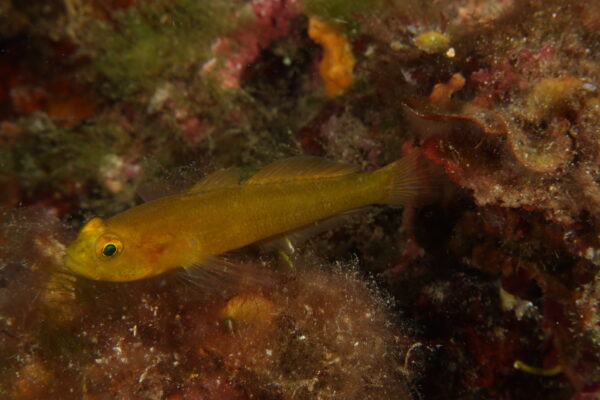 altin kayabaligi (Gobius auratus) |commons:File:Gobius auratus.jpg