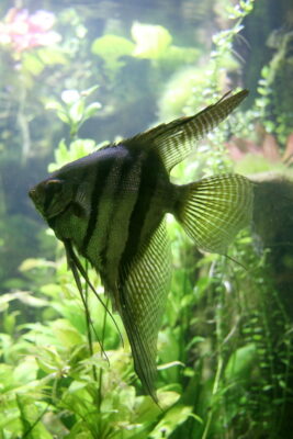 Altum Angelfish (Pterophyllum altum) |commons:File:Altum Angelfish (Pterophyllum altum) (3152823826).jpg