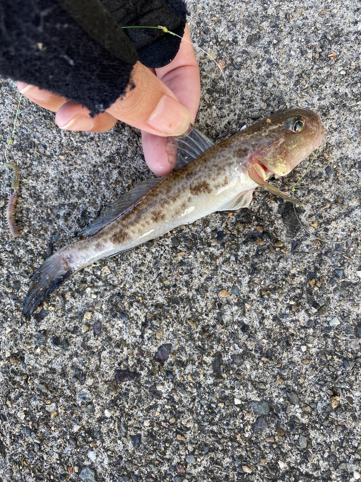 Amblychaeturichthys hexanema (Amblychaeturichthys hexanema) |commons:File:Amblychaeturichthys hexanema.jpg