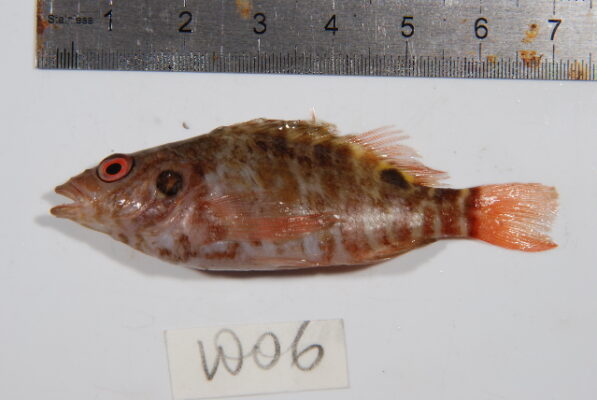 Amblycirrhitus bimacula (Amblycirrhitus bimacula) |commons:File:Amblycirrhitus bimacula.jpg