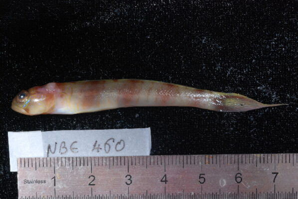 Amblyeleotris diagonalis (Amblyeleotris diagonalis) |commons:File:Amblyeleotris diagonalis.jpg
