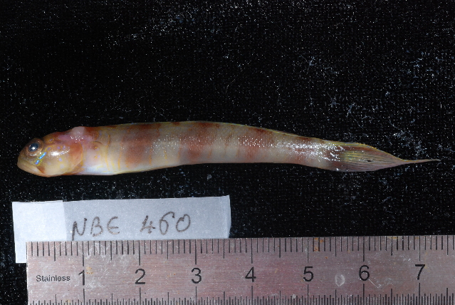 Amblyeleotris diagonalis (Amblyeleotris diagonalis) |commons:File:Amblyeleotris diagonalis.jpg
