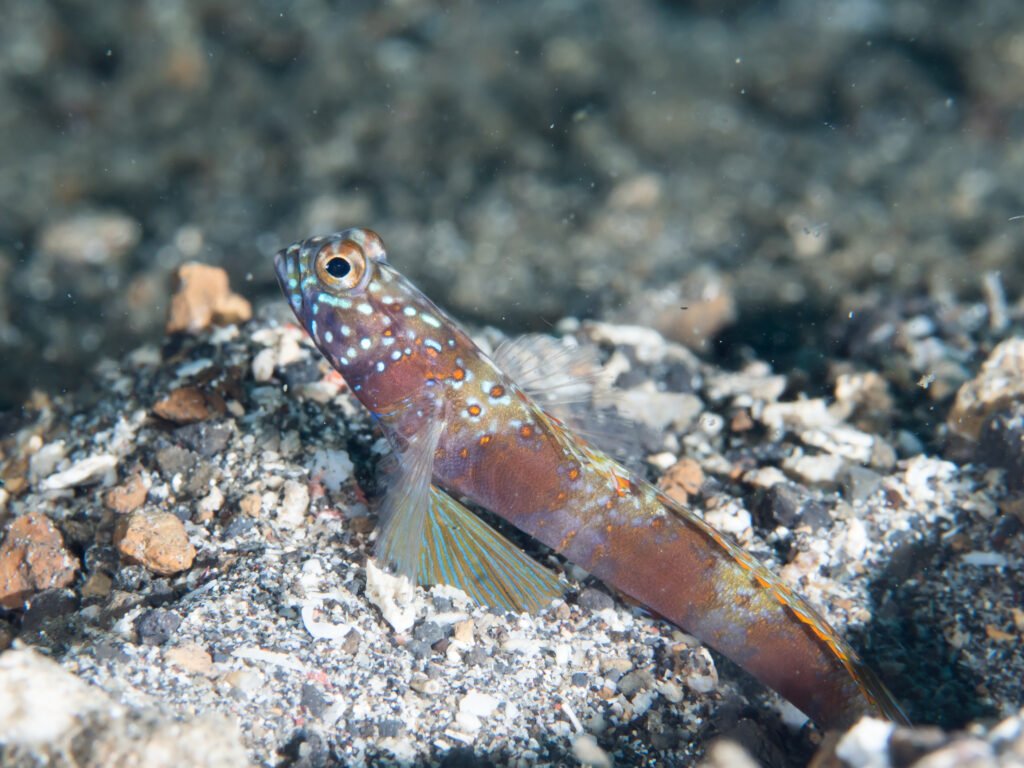 Amblyeleotris fasciata (Amblyeleotris fasciata) |commons:File:Wide band shrimpgoby (Amblyeleotris latifasciata) (25770351727).jpg