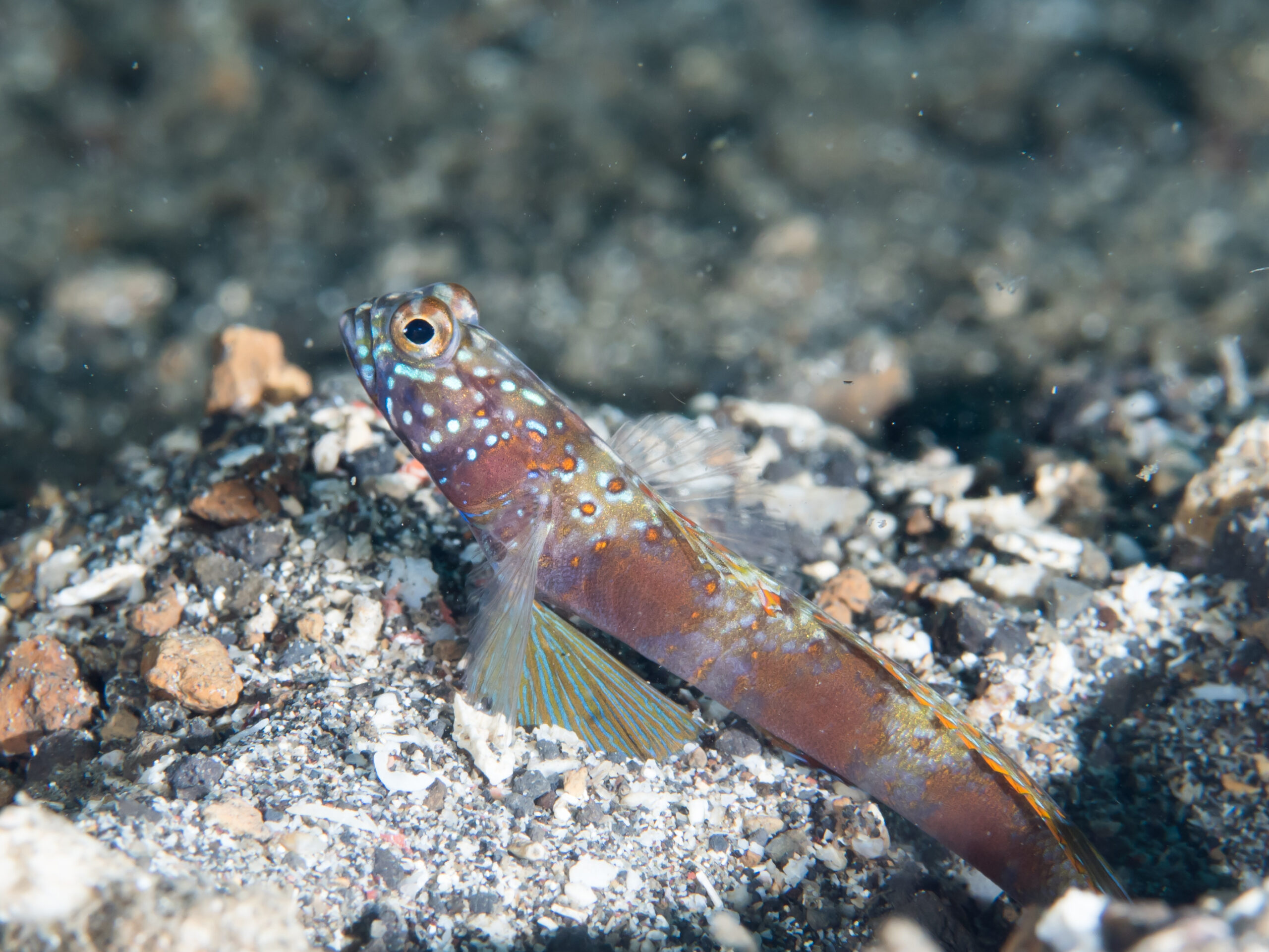 Amblyeleotris fasciata (Amblyeleotris fasciata) |commons:File:Wide band shrimpgoby (Amblyeleotris latifasciata) (25770351727).jpg