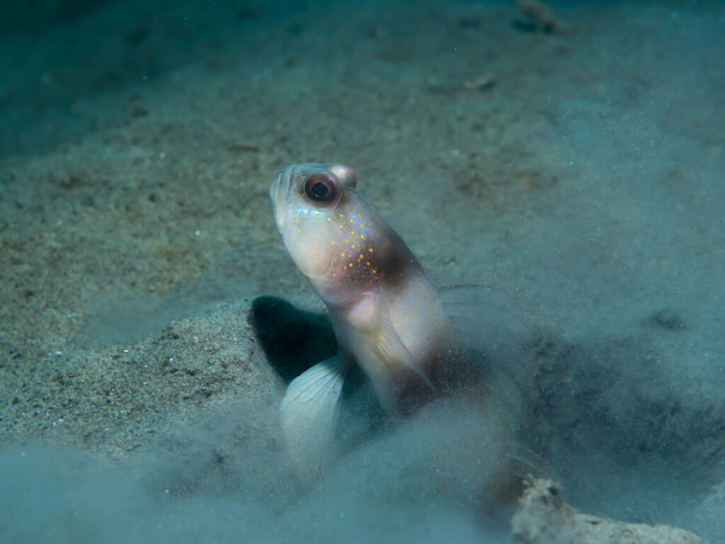 Amblyeleotris fontanesii (Amblyeleotris fontanesii) |commons:File:Giant shrimpgoby (Amblyeleotris fontanesii) (31613613384).jpg