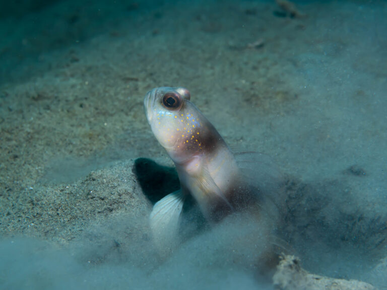 Amblyeleotris fontanesii (Amblyeleotris fontanesii) |commons:File:Giant shrimpgoby (Amblyeleotris fontanesii) (31613613384).jpg
