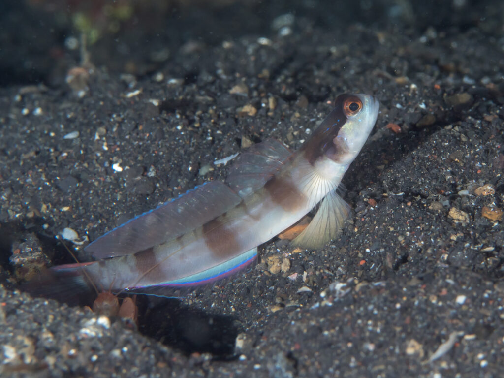 Amblyeleotris gymnocephala (Amblyeleotris gymnocephala) |commons:File:Masked shrimpgoby (Amblyeleotris gymnocephala) (25770352417).jpg