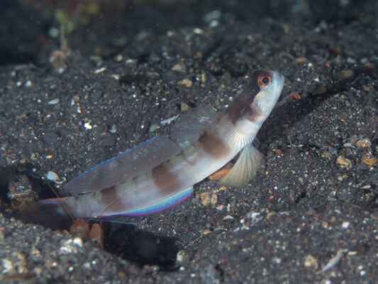 Amblyeleotris gymnocephala (Amblyeleotris gymnocephala) |commons:File:Masked shrimpgoby (Amblyeleotris gymnocephala) (25770352417).jpg