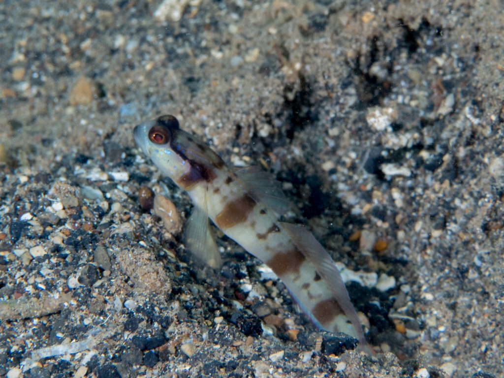 Amblyeleotris masuii (Amblyeleotris masuii) |commons:File:Masui's shrimpgoby (Amblyeleotris masuii) (26769604238).jpg