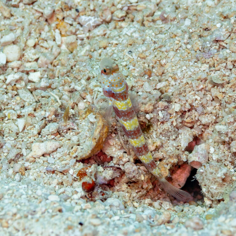 Amblyeleotris periophthalmus (Amblyeleotris periophthalmus) |commons:File:Gobio (Amblyeleotris periophthalmus), Nosy Antanimora, Madagascar, 2025-09-15, DD 81.jpg