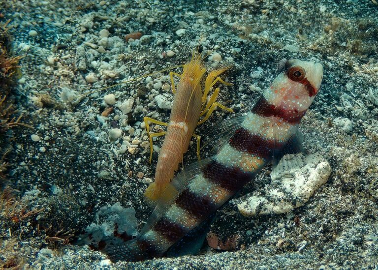 Amblyeleotris wheeleri (Amblyeleotris wheeleri) |commons:File:Alpheus ochrostriatus et Amblyeleotris wheeleri.jpg