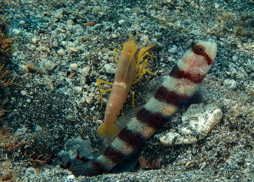 Amblyeleotris wheeleri (Amblyeleotris wheeleri) |commons:File:Alpheus ochrostriatus et Amblyeleotris wheeleri.jpg