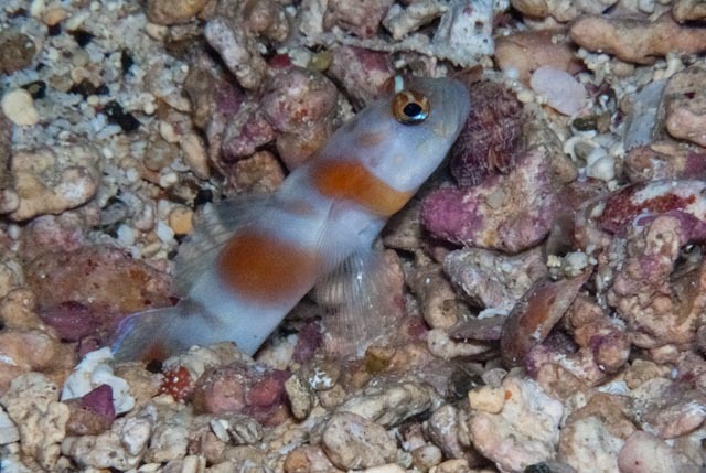 Amblyeleotris yanoi (Amblyeleotris yanoi) |commons:File:Amblyeleotris yanoi 32459388.jpg