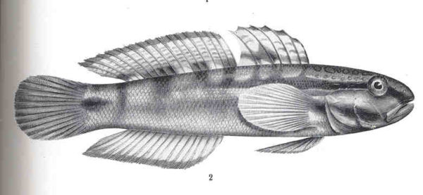 Amblygobius bynoensis (Amblygobius bynoensis) |commons:File:FMIB 36178 Amblygobius bynoeusis, Richardson.jpeg