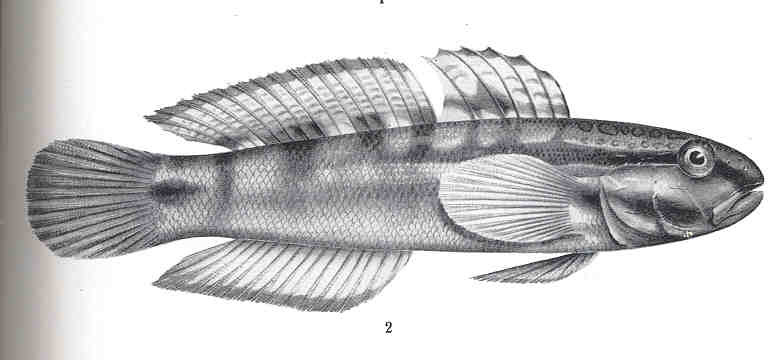 Amblygobius bynoensis (Amblygobius bynoensis) |commons:File:FMIB 36178 Amblygobius bynoeusis, Richardson.jpeg