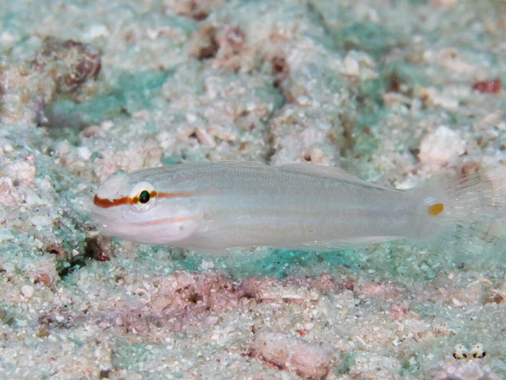 Amblygobius decussatus (Amblygobius decussatus) |commons:File:Orange-striped goby (Amblygobius decussatus) (46386884174).jpg