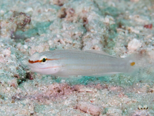 Amblygobius decussatus (Amblygobius decussatus) |commons:File:Orange-striped goby (Amblygobius decussatus) (46386884174).jpg