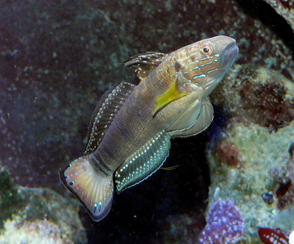 Amblygobius phalaena (Amblygobius phalaena) |commons:File:Amblygobius phalaena.jpg
