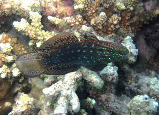 Amblygobius semicinctus (Amblygobius semicinctus) |commons:File:Amblygobius semicinctus.jpg