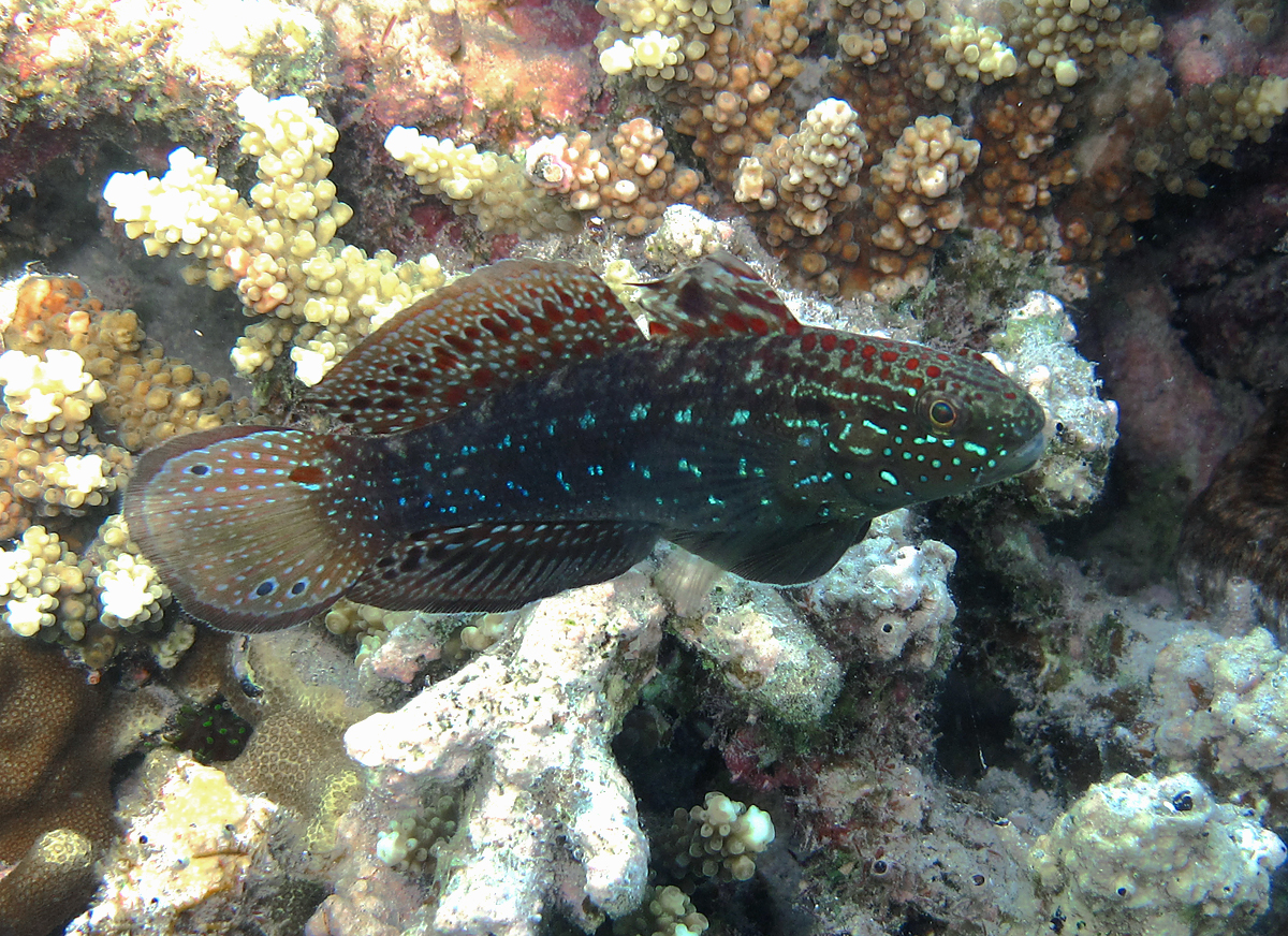 Amblygobius semicinctus (Amblygobius semicinctus) |commons:File:Amblygobius semicinctus.jpg