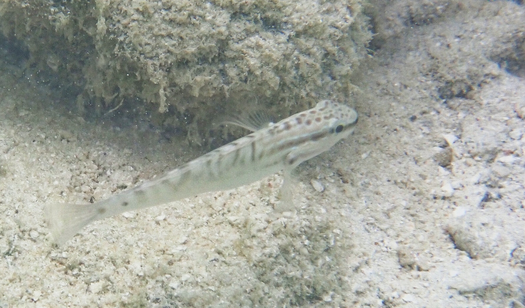 Amblygobius stethophthalmus (Amblygobius stethophthalmus) |commons:File:Amblygobius stethophthalmus 251430321.jpg