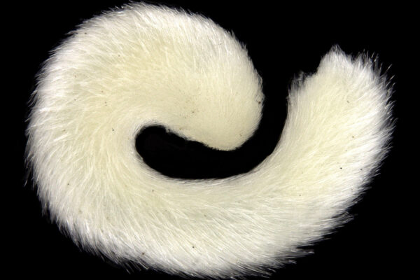 Amboherpia heterotecta Amboherpia heterotecta